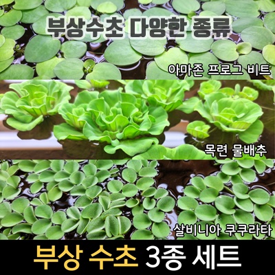 1.[수초인] 부상 수초 3종 세트 (아마존 프로그 비트, 목련 물배추, 살비니아 쿠쿠라타), 1개_이미지(imge)입니다.