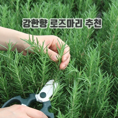 강한향 로즈마리 추천 다용도 관리