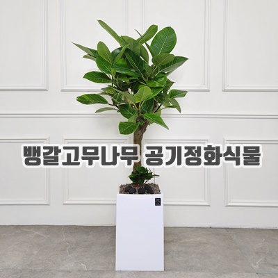 2.에코플랜트 공기정화식물 개업축하화분 인테리어화분 [서울.경기 평일 당일배송][지방 익일 택배도착]<토요일 오후,일요일 주문건 월요일배송>_이미지(imge)입니다.