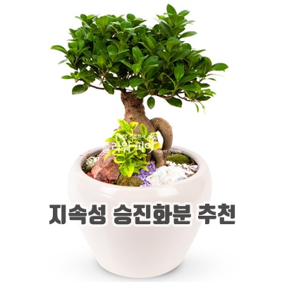 지속성 승진화분 추천 관상용 기념일 종류