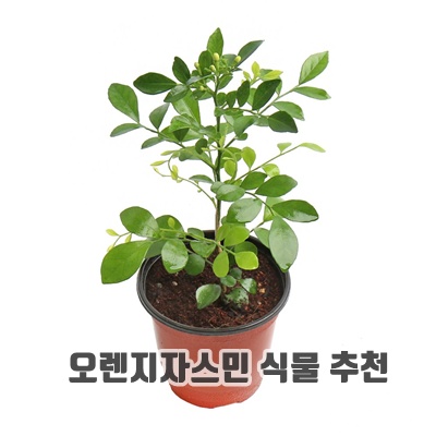 오렌지자스민 식물 추천 꽃말 향기