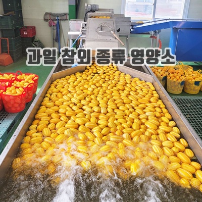 과일 참외 종류 풍부한 영양가 아삭한 식감 맛