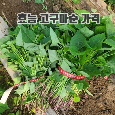 1.조은해남 꿀고구마 모종 1kg 5kg 10kg 20kg, 5kg, 1개_이미지(imge)입니다.