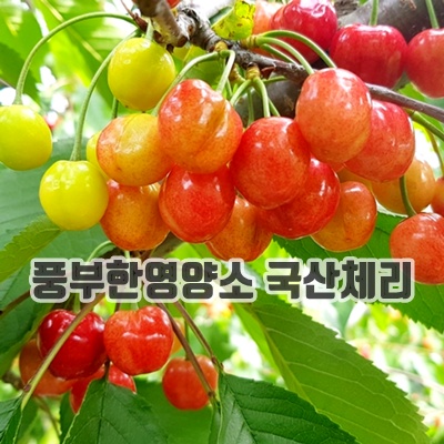 1.다다팜 산지직송 새콤달콤 국내산 경주 생 체리 500g_이미지(imge)입니다.