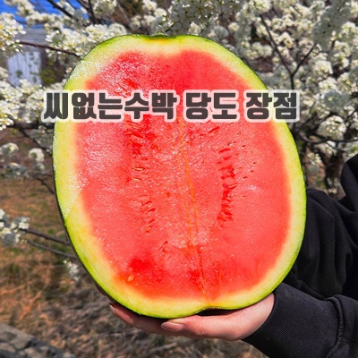 1.[당도선별] 씨 없는 흑수박 하우스수박 흑수박_이미지(imge)입니다.