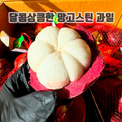 1.[미친당도] 특가행사 과일여왕 태국직수입 망고스틴, 1박스, 1kg(8-16개)_이미지(imge)입니다.