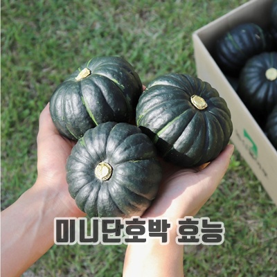 1.[즉시출고] 산지직송 미니밤호박 미니단호박 단호박 1kg 2kg 3kg_이미지(imge)입니다.