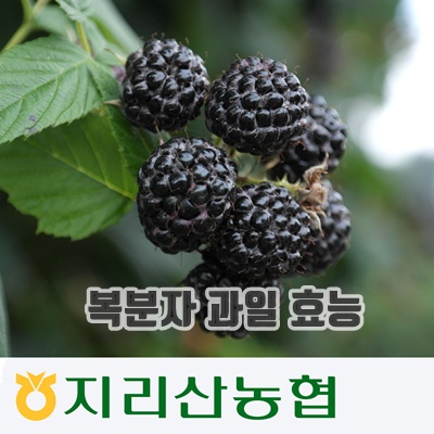 1.[지리산농협] 지리산 복분자 (급냉발송)_6월 20일경 발송, 10kg, 1개_이미지(imge)입니다.