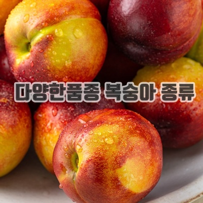 1.2025 당일수확 산지직송 (예약판매 6.9출고)단 2주간 판매! 경북 신선 신비복숭아, 1박스, 신선복숭아 1kg 7-14 로얄과_이미지(imge)입니다.