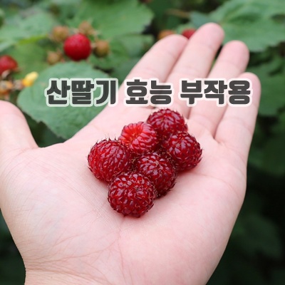 1.맛잇는 제철 장기 햇 산딸기 1kg 생과, 1kg, 1개_이미지(imge)입니다.