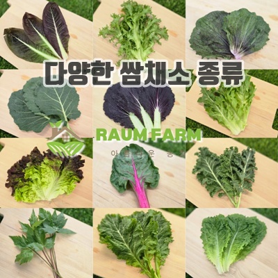 1.[라움팜] 모듬 쌈채소 , 상추, 로메인, 당귀, 쌈추, 비타민야채 쌈야채종류 13종내외, 1박스, 1kg_이미지(imge)입니다.