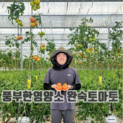 1.스마트마토 완숙토마토 산지직송 유럽종 5kg 스마트팜 연중생산, 1박스, 5kg 랜덤(못난이)_이미지(imge)입니다.
