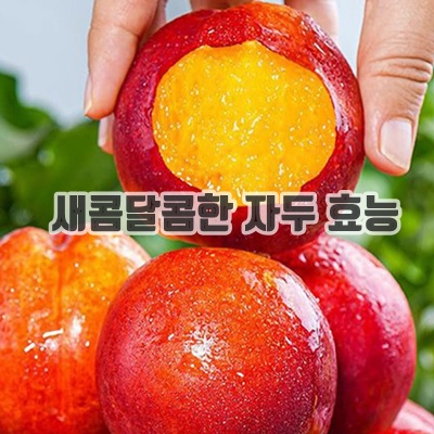1.[곧 마감] 우수농가 초고당도 자두, 1박스, 2kg_이미지(imge)입니다.