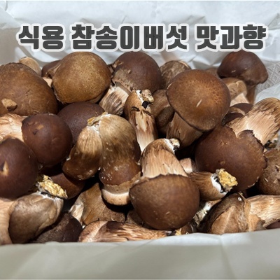 1.참송이버섯 500g 1kg 2kg 4kg 건강한 밥상, 향긋한 자연, 1박스, 1KG_이미지(imge)입니다.