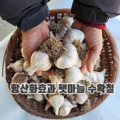 1.의성마늘동네 육쪽 국산 마늘 통마늘 햇마늘, 2박스, 소2접 4kg 200개이상_이미지(imge)입니다.