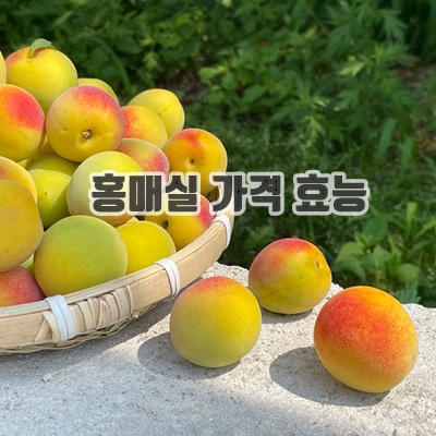 2.매향 매실 청매실 황매실 홍매실_이미지(imge)입니다.