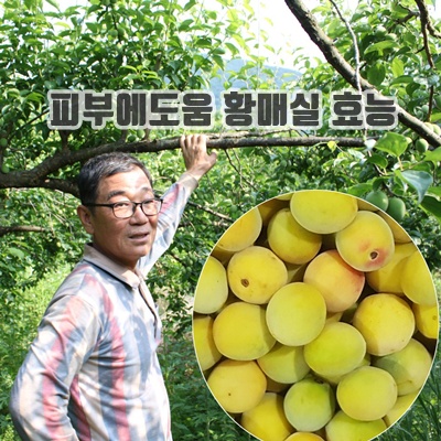 2.품질 좋은 남도 황매실 홍매실_이미지(imge)입니다.