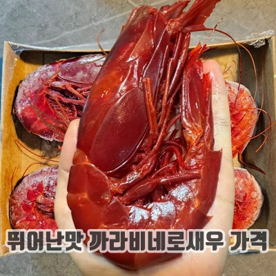 1.황제새우 까라비네로 초대형새우 왕새우 새우_이미지(imge)입니다.