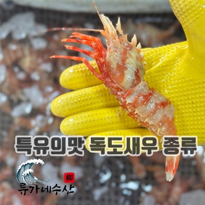 1.[당일조업] 국내산 활 독도새우 꽃새우 닭새우 산소포장 자연산_이미지(imge)입니다.
