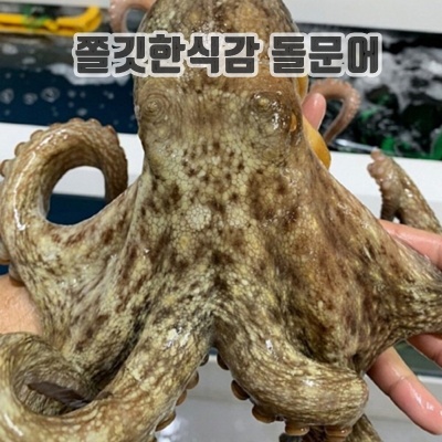 1.자연애수산 산지직송 여수 자연산 돌문어 (1-4미), 1개, 2kg+초장1세트_이미지(imge)입니다.