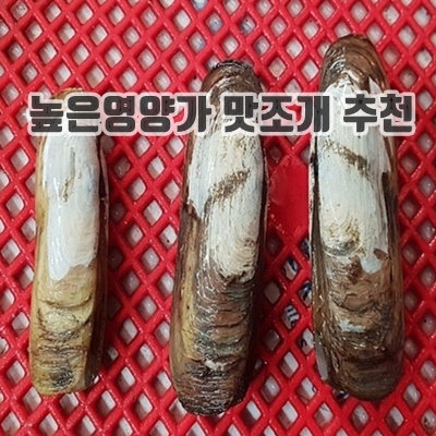 1.[이로운한입] 국내산 생물 가리 맛조개, 1개, 순천 맛조개 5Kg_이미지(imge)입니다.