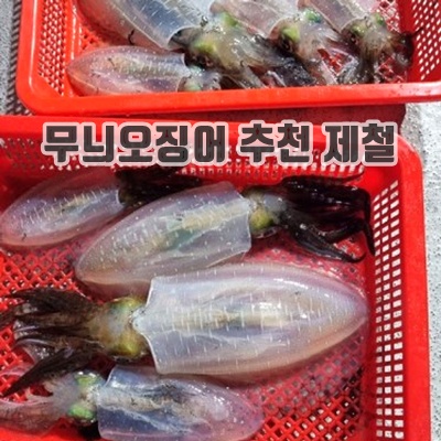 2.동해안 급냉 무늬오징어 흰오징어 흰꼴뚜기_이미지(imge)입니다.