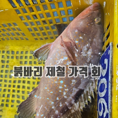 2.명품 생선회 당일작업 숙성 능성어 필렛 국산 매운탕 900g~1kg 붉바리 꽃능성어_이미지(imge)입니다.