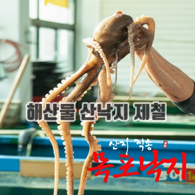 1.낙지 목포낙지 뻘낙지 산낙지 낚지 산소포장 [당일조업/당일발송], 5개, 중낙지 130g 내외_이미지(imge)입니다.