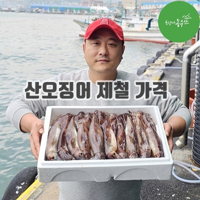 1.[최고다농수산] 주문진 당일조업 산오징어 선동오징어 냉동 초코오징어통찜 생물 활 오징어회_이미지(imge)입니다.
