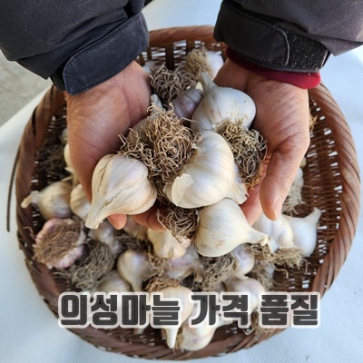 1.의성마늘동네 육쪽 국산 마늘 통마늘 햇마늘, 1박스, 중1접 3kg 100개이상_이미지(imge)입니다.