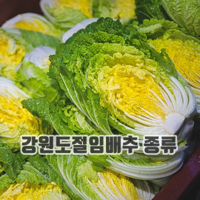 1.20년 자부심 산지직송 청정지역 강원도 고랭지 절임배추_이미지(imge)입니다.